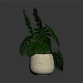 Potted Plant With Green Monstera Leaves In Beige Ceramic Pot For Home Decoration