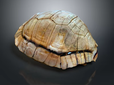 Natural Turtle Shell With Detailed Brown Beige Texture On Dark Background 3d model
