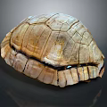Natural Turtle Shell With Detailed Brown Beige Texture On Dark Background