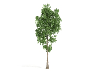 The Modern Tree 3d model