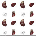Detailed 3D Heart Models Displaying Anatomical Structures And Vessels From Multiple Angles