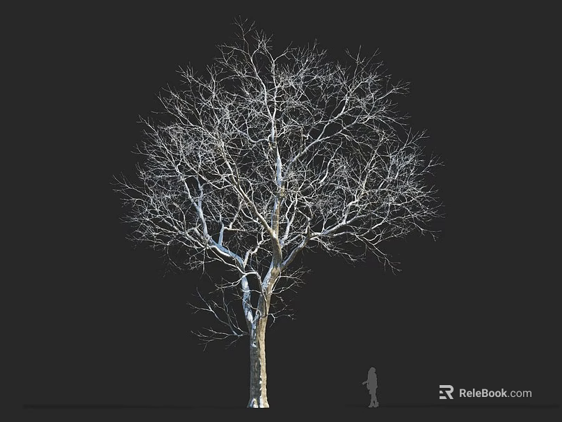 Tall Leafless Deciduous Tree Standing Against Black Background With Human Figure Scale 3d model 