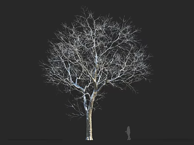Tall Leafless Deciduous Tree Standing Against Black Background With Human Figure Scale 3d model