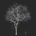 Tall Leafless Deciduous Tree Standing Against Black Background With Human Figure Scale
