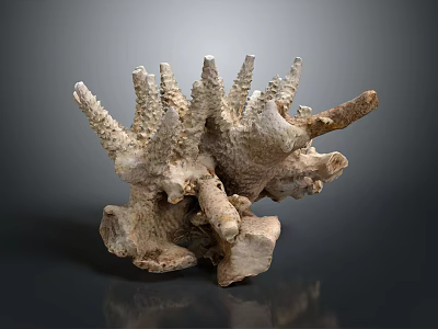 Coral Skeleton Structure In Marine Aquatic Life With Spiny Natural Formation 3d model