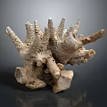 Coral Skeleton Structure In Marine Aquatic Life With Spiny Natural Formation