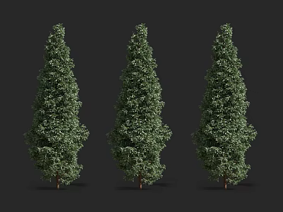 Three Tall Evergreen Shrubs with Upright Growth and Dense Lush Foliage 3d model