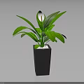 Peace Lily Indoor Plant With Green Leaves White Flower And Square Ceramic Pot