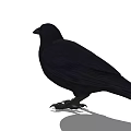 Black Crow With Streamlined Body And Red Eyes Standing On White Background