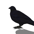 Modern Crow Animals 3d model