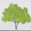 Lush Green Tree with Double Trunk and Dense Canopy in Gray Background 3d model
