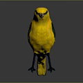 Vibrant Yellow Bird with Green Wing Patches Standing on Glossy Black Surface