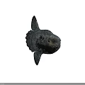 Mola mola fish with silver gray rounded body and large eyes swimming in deep ocean