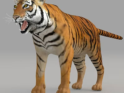 Realistic 3D Tiger Model Standing Roaring With Yellow Black Striped Fur 3d model