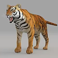 Realistic 3D Tiger Model Standing Roaring With Yellow Black Striped Fur