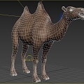 Modern Wild Bactrian Camel Animal Creatures 3d model