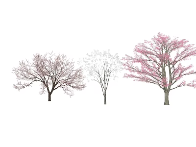 Graceful Arbor Tree Showing Pink Blossoms Across Different Seasons Growth Phases 3d model