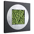 Circular Metal Framed Living Plant Wall With Small Green Spherical Plants Design