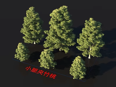 Xiaoxian Oleander Tree Varieties With Lush Green Foliage And Different Growth Sizes For Landscaping 3d model