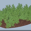 Lush Green Tall Trees Growing On Brown Soil With Dense Foliage
