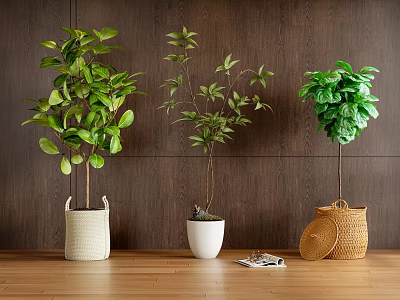 Indoor Bonsai Plants in White Woven White Round and Brown Woven Pots on Wooden Floor 3d model