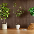 Indoor Bonsai Plants in White Woven White Round and Brown Woven Pots on Wooden Floor