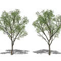 Modern Tree Landscape Tree 3d model