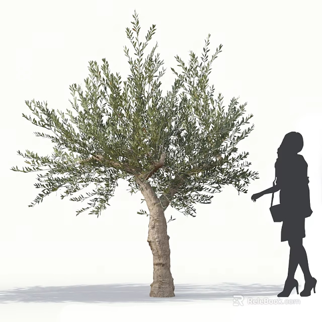 Lush Olive Tree with Green Leaves and Thick Trunk Beside Woman's Silhouette with Handbag 3d model 