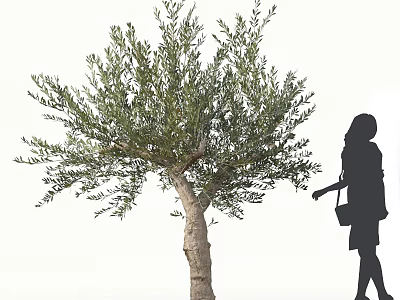 Lush Olive Tree with Green Leaves and Thick Trunk Beside Woman's Silhouette with Handbag 3d model