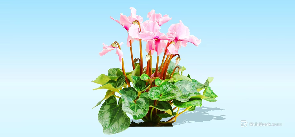 Blooming Pink Cyclamen Flowers with Green Leaves on Light Blue Background 3d model 