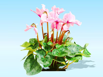 Blooming Pink Cyclamen Flowers with Green Leaves on Light Blue Background 3d model
