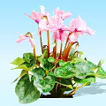 Blooming Pink Cyclamen Flowers with Green Leaves on Light Blue Background