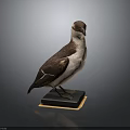 Detailed Bird Taxidermy Specimen Standing On Black Base Against Dark Background