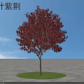 Red Leaf Bauhinia Tree with Vibrant Red Foliage on Circular Green Lawn Under Blue Sky