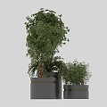 Stylish Bonsai Potted Plants With Green Foliage And Black Gold Rimmed Pots