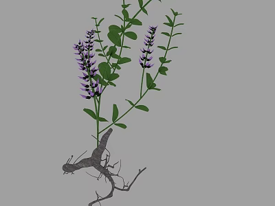Purple Flowering Plant With Green Leaves And Exposed Root Structure 3d model