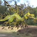 Leafy Seadragon Unique Aquatic Animal With Yellow Green Body And Leaf Like Appendages
