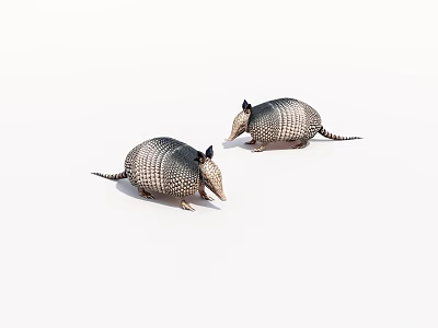 Two Armadillo Reptiles With Scaly Shells Standing Side By Side On White Background 3d model