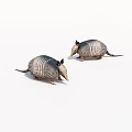 Two Armadillo Reptiles With Scaly Shells Standing Side By Side On White Background 3d model