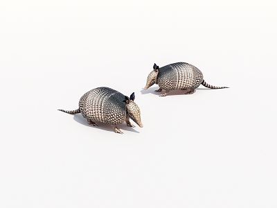 Animal Armadillo 3d model