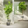 Lush Green Indoor Potted Plants In Gray Pots With Sunlight And Modern Interior
