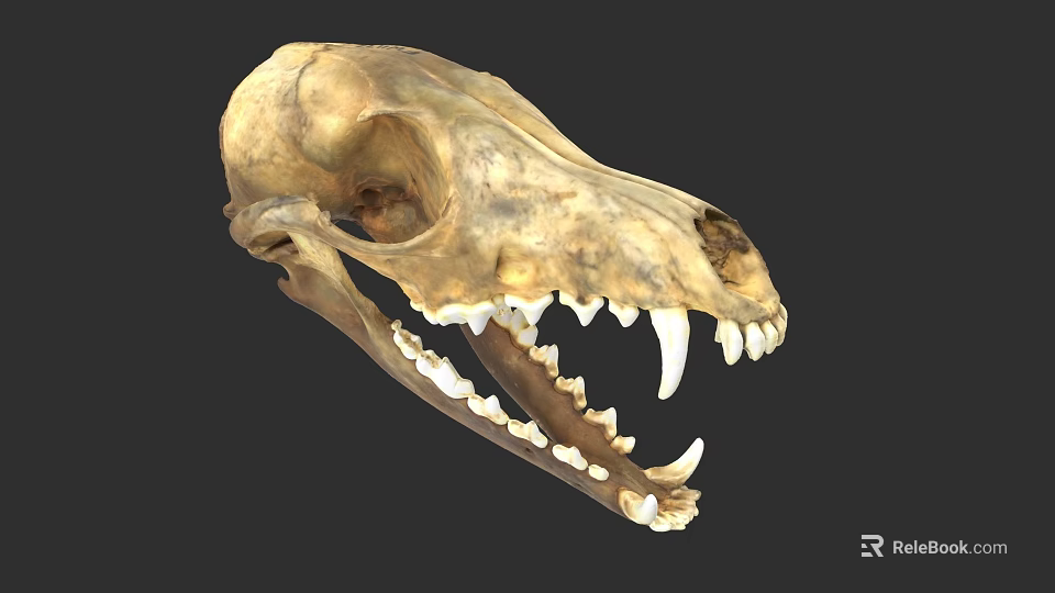 Animal Skull Fossil With Sharp Teeth And Carnivorous Skeleton Structure 3d model