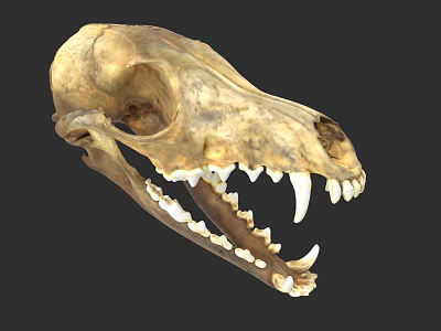 Animal Skull Fossil With Sharp Teeth And Carnivorous Skeleton Structure 3d model