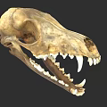 Animal Skull Fossil With Sharp Teeth And Carnivorous Skeleton Structure 3d model
