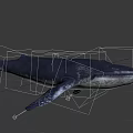 Giant Blue Whale With Lifelike Skin Texture Swimming In Ocean Water 3d model