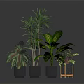 Various Indoor Houseplants With Green Leaves In Modern Pots On Dark Surface