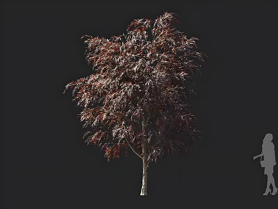 Tall Tree With Purple Red Leaves Against Dark Background And Human Silhouette For Size 3d model