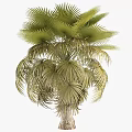 Lush Green Palm Trees With Fan Shaped Leaves Thriving In Outdoor Garden Space