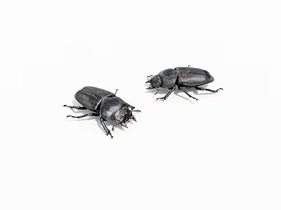 Two Black Reptiles Crawling On White Background With Shiny Scales 3d model