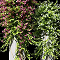 Lush Vines With Pink And Green Flowers Growing On Decorative Pillars